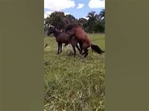 chicas follando con caballos|Caballo corriéndose en el coño de mujer caliente